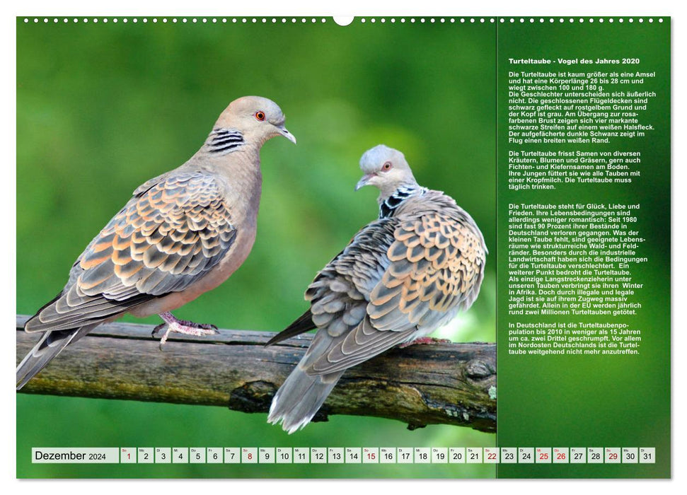 Local Birds of the Year (CALVENDO Premium Wall Calendar 2024) 