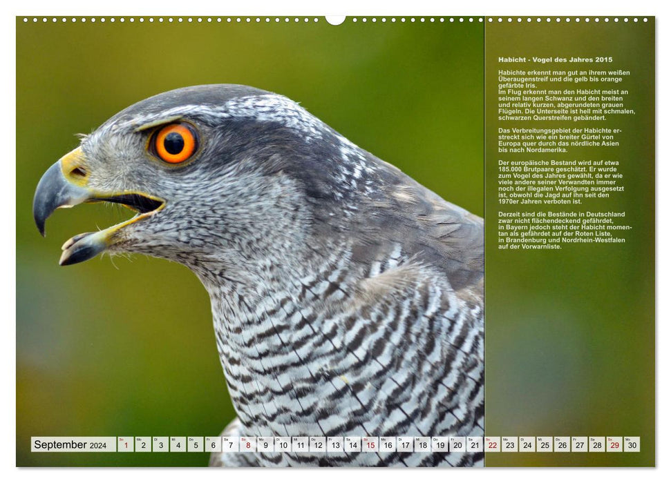 Local Birds of the Year (CALVENDO Premium Wall Calendar 2024) 