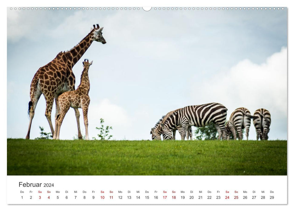 Tierparks in Irland (CALVENDO Premium Wandkalender 2024)