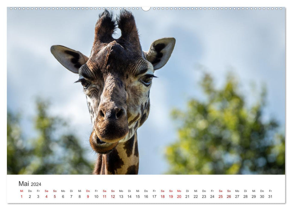 Animal parks in Ireland (CALVENDO Premium Wall Calendar 2024) 