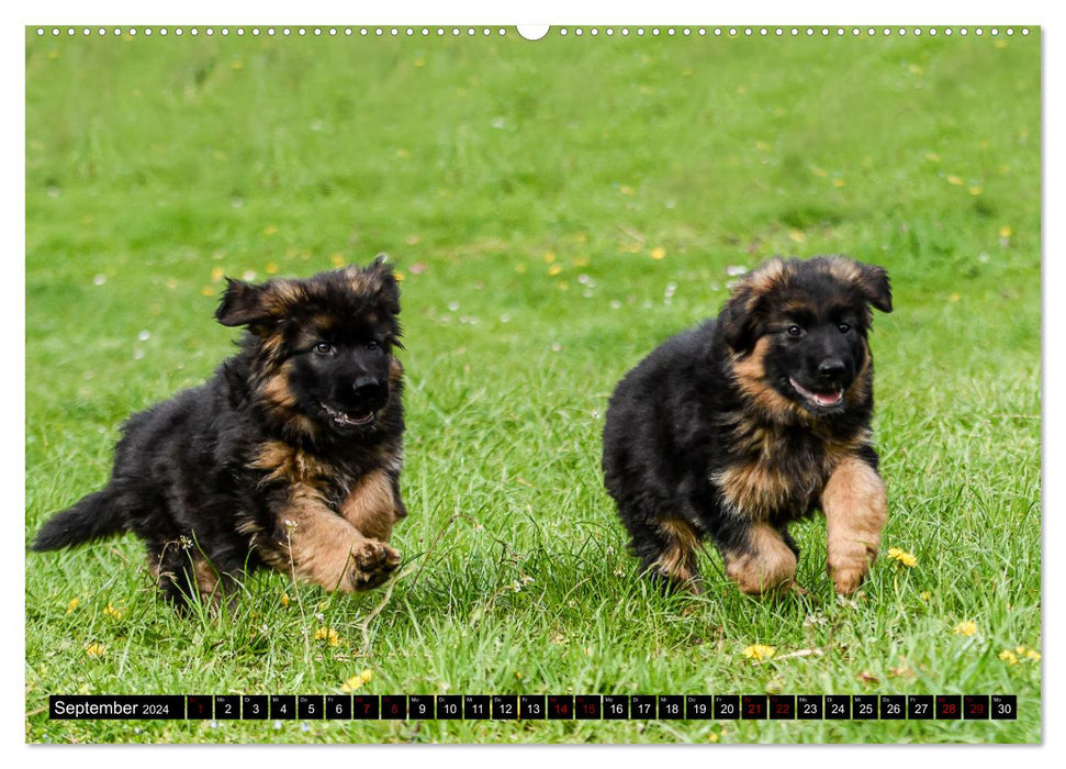 Langstockhaar - Schäferhund - Babys (CALVENDO Wandkalender 2024)