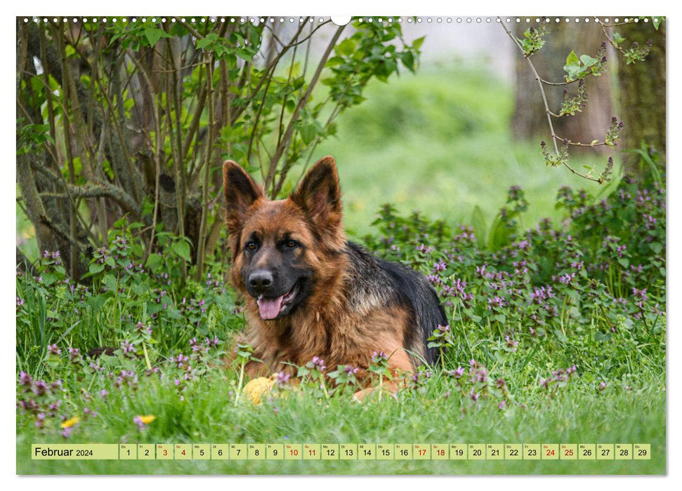 Old German Shepherd Dogs - Dreamlike Shepherd Dogs with Long Hair (CALVENDO Wall Calendar 2024) 