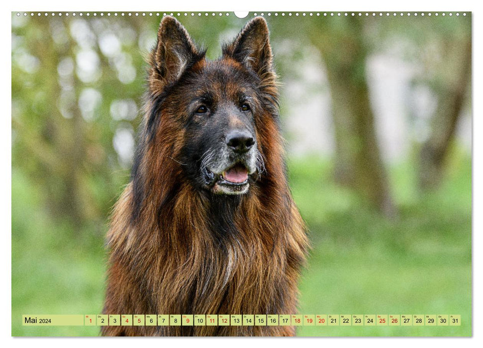 Altdeutsche Schäferhunde - Traumhafte Schäferhunde Langstockhaar (CALVENDO Wandkalender 2024)