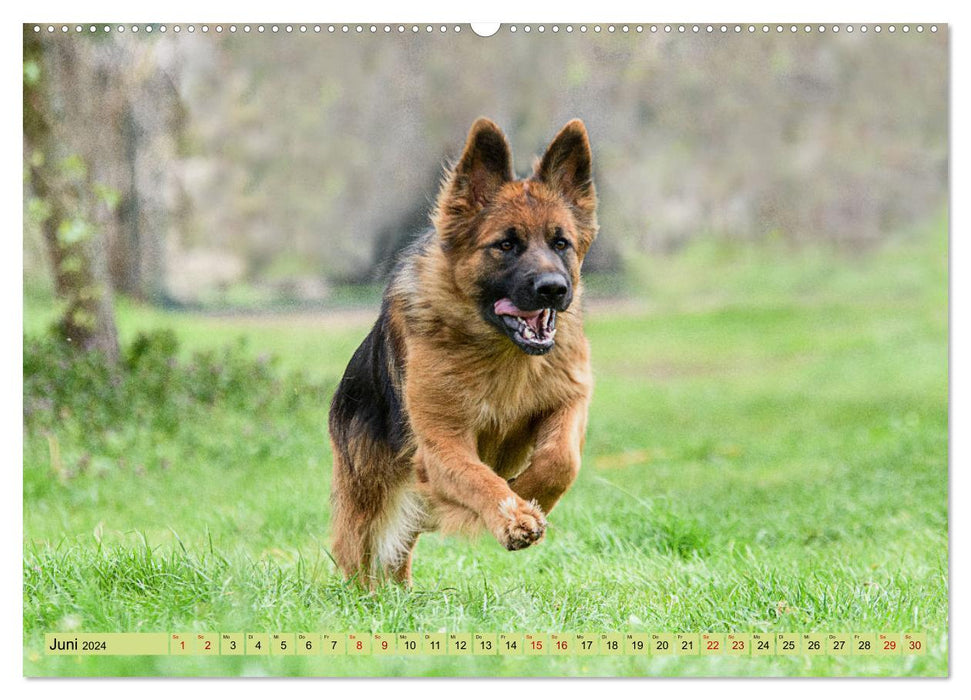 Altdeutsche Schäferhunde - Traumhafte Schäferhunde Langstockhaar (CALVENDO Wandkalender 2024)