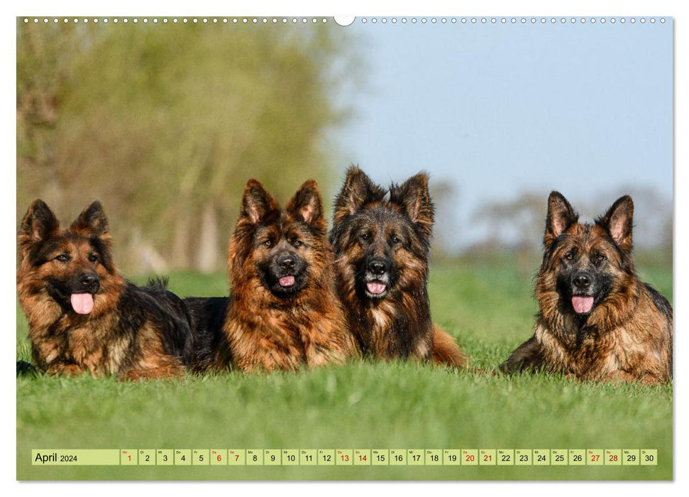 Old German Shepherd Dogs - Dreamlike Shepherd Dogs with Long Stick Hair (CALVENDO Premium Wall Calendar 2024) 