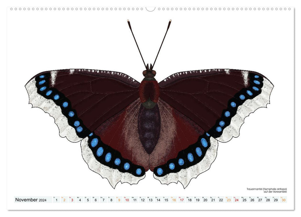 Schmetterlinge illustriert (CALVENDO Wandkalender 2024)