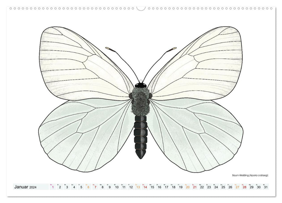 Papillons illustrés (Calendrier mural CALVENDO 2024) 