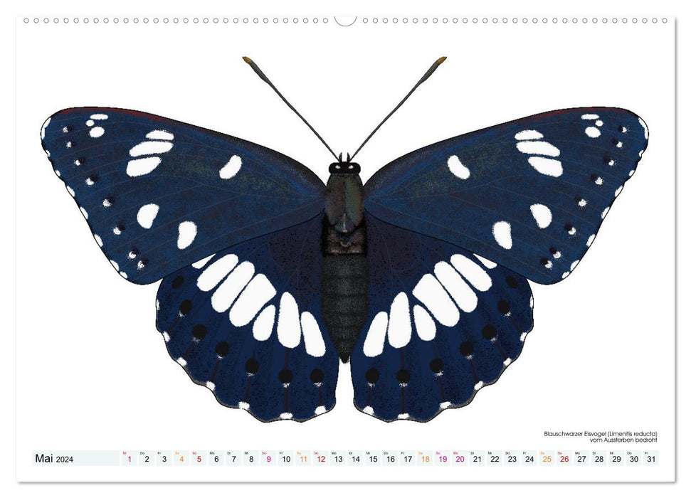 Schmetterlinge illustriert (CALVENDO Wandkalender 2024)