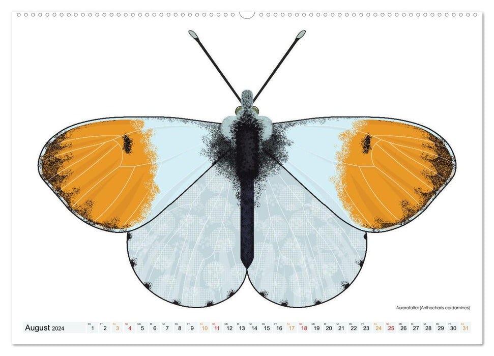 Schmetterlinge illustriert (CALVENDO Wandkalender 2024)