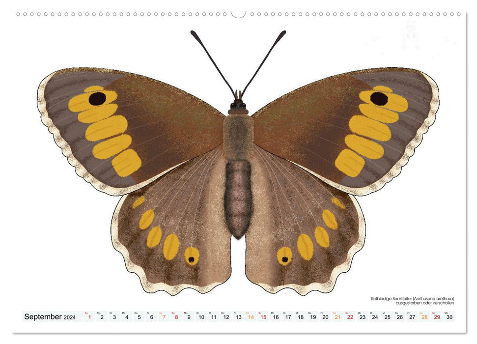 Schmetterlinge illustriert (CALVENDO Wandkalender 2024)