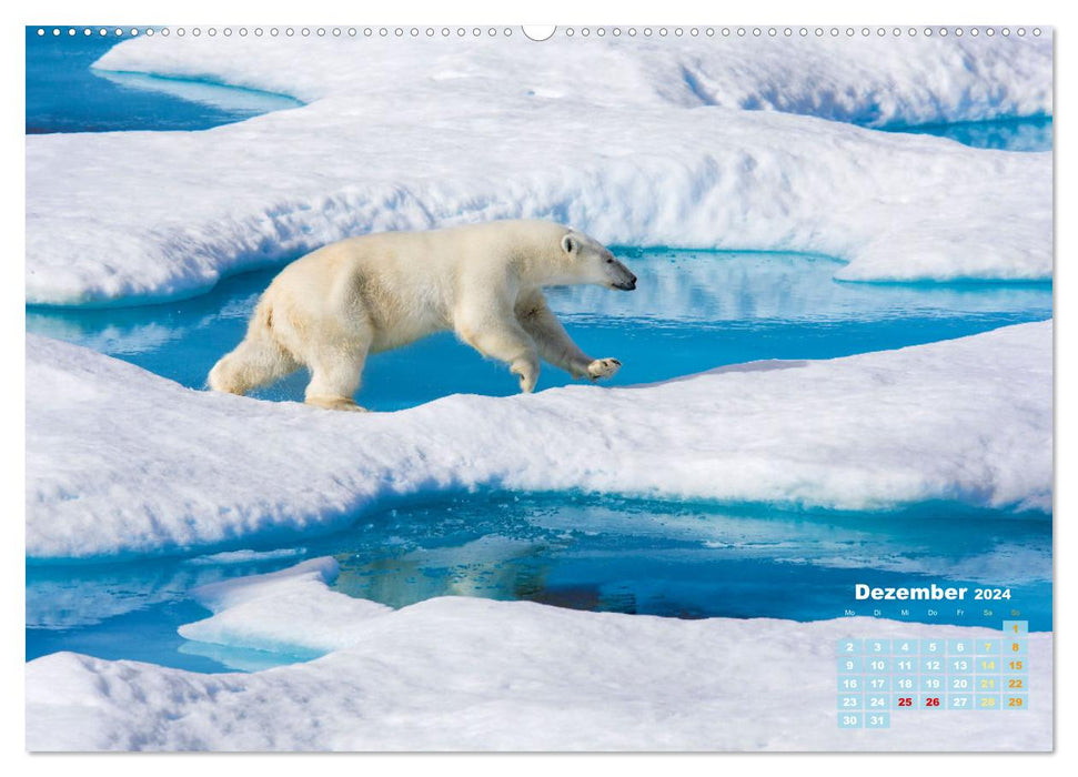 Ours polaires : artistes de la vie dans la glace (Calendrier mural CALVENDO 2024) 