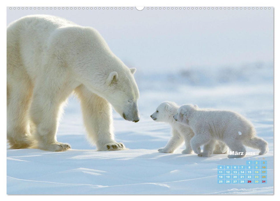 Ours polaires : artistes de la vie dans la glace (Calendrier mural CALVENDO 2024) 