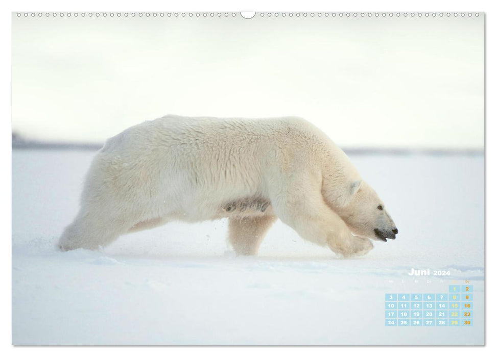 Ours polaires : artistes de la vie dans la glace (Calendrier mural CALVENDO 2024) 