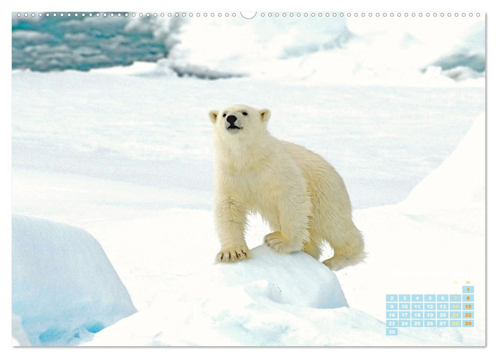 Ours polaires : artistes de la vie dans la glace (Calendrier mural CALVENDO 2024) 