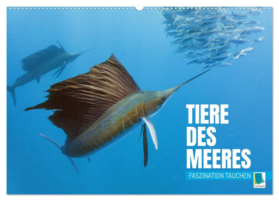 Animaux de la mer : la fascination de la plongée (Calendrier mural CALVENDO 2024) 
