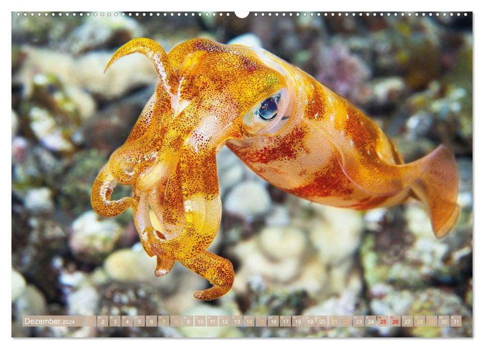Tiere des Meeres: Faszination Tauchen (CALVENDO Wandkalender 2024)