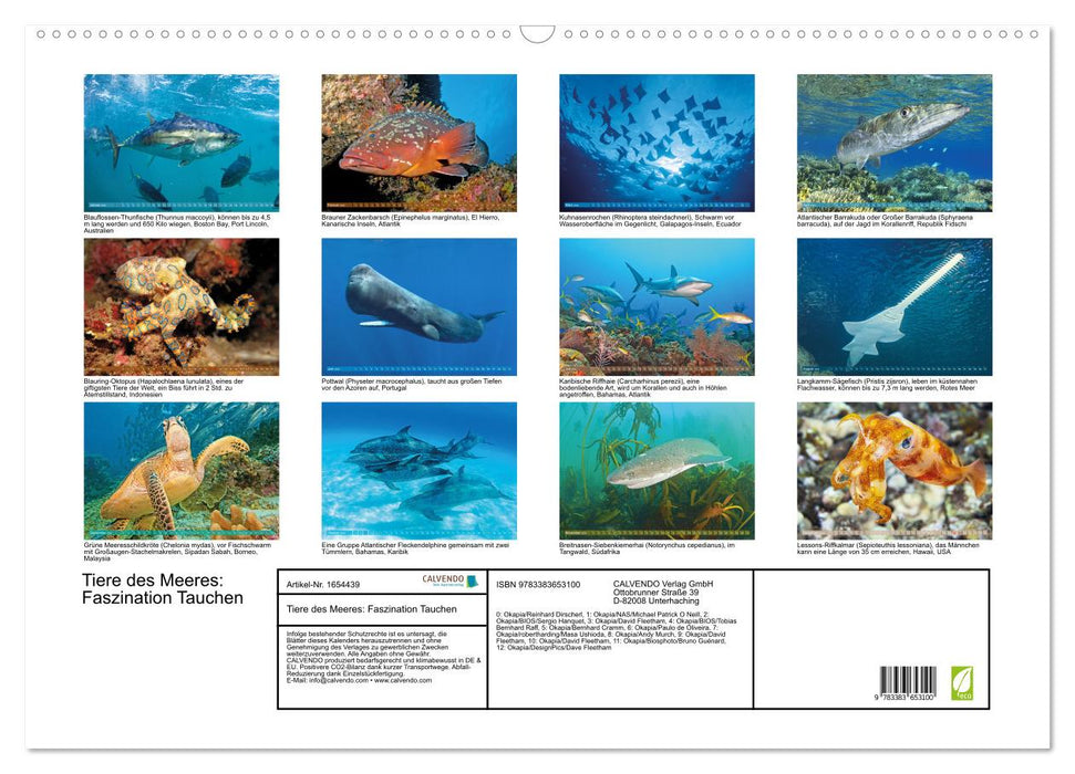 Animaux de la mer : la fascination de la plongée (Calendrier mural CALVENDO 2024) 