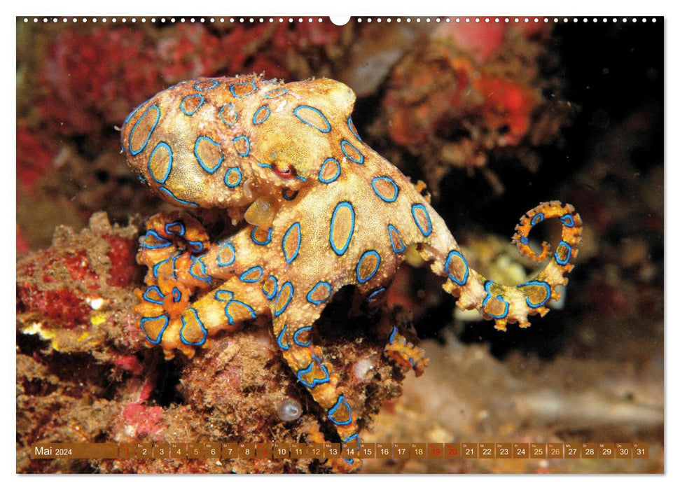 Tiere des Meeres: Faszination Tauchen (CALVENDO Wandkalender 2024)