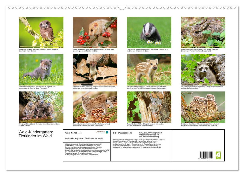 Jardin d'enfants de la forêt : enfants animaux dans la forêt (calendrier mural CALVENDO 2024) 