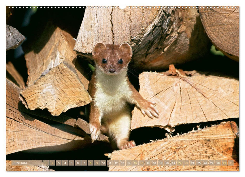 Jardin d'enfants de la forêt : enfants animaux dans la forêt (calendrier mural CALVENDO 2024) 