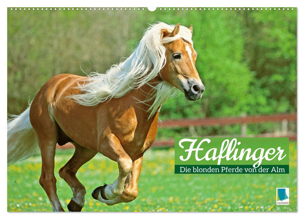 Haflinger: Die blonden Pferde von der Alm (CALVENDO Wandkalender 2024)