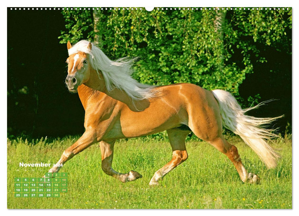 Haflinger : Les chevaux blonds de l'alpage (calendrier mural CALVENDO 2024) 