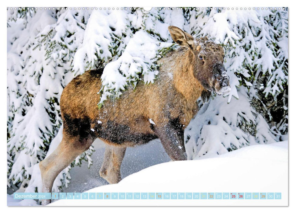 Elche: Nordische Riesen (CALVENDO Wandkalender 2024)