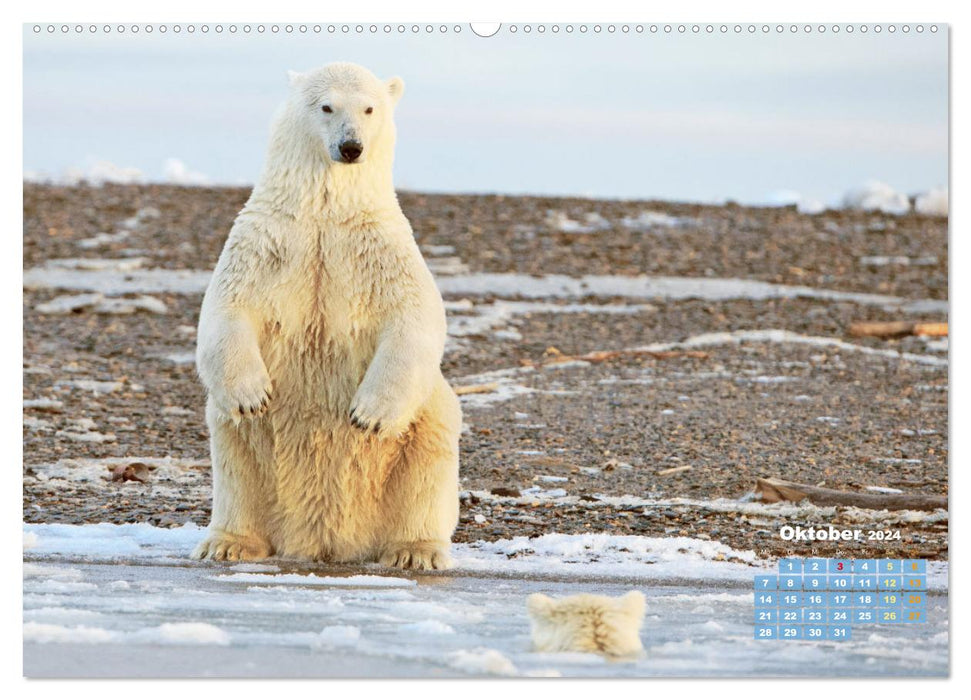 Ours polaires : artistes de la vie dans la glace (Calendrier mural CALVENDO Premium 2024) 