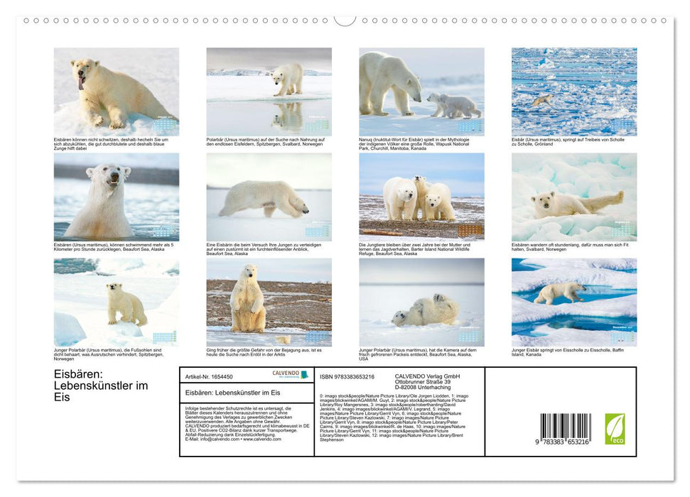 Ours polaires : artistes de la vie dans la glace (Calendrier mural CALVENDO Premium 2024) 