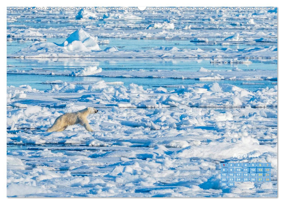 Ours polaires : artistes de la vie dans la glace (Calendrier mural CALVENDO Premium 2024) 