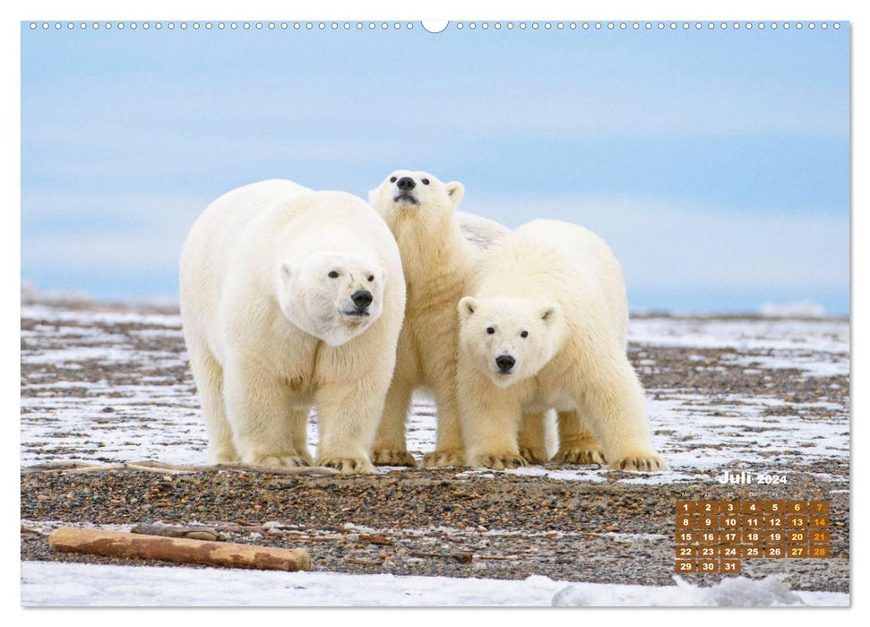 Eisbären: Lebenskünstler im Eis (CALVENDO Premium Wandkalender 2024)
