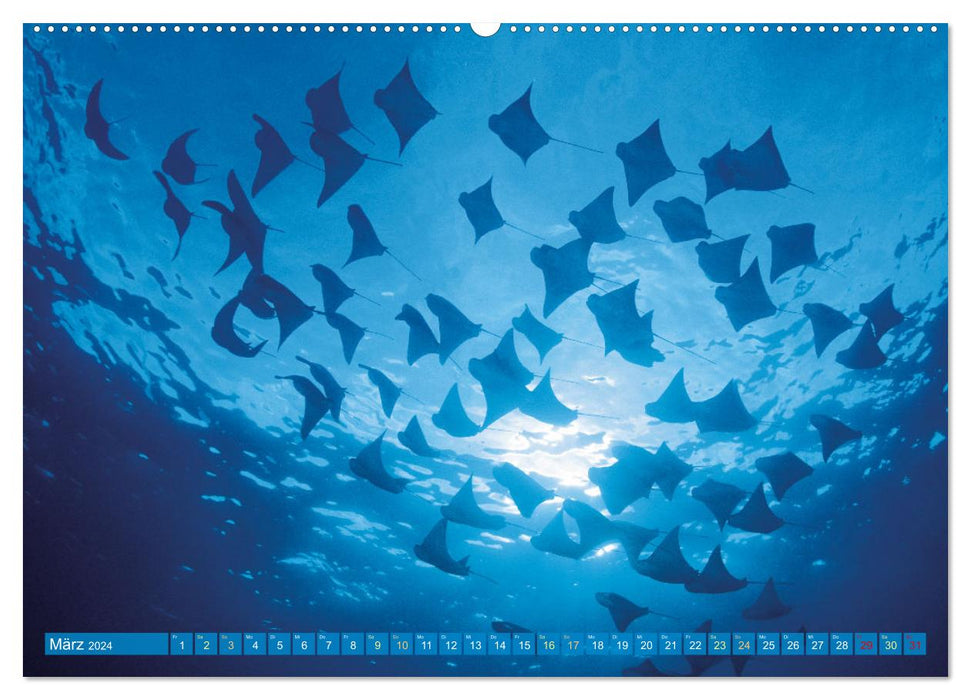 Animaux de la mer : La fascination de la plongée (Calendrier mural CALVENDO Premium 2024) 