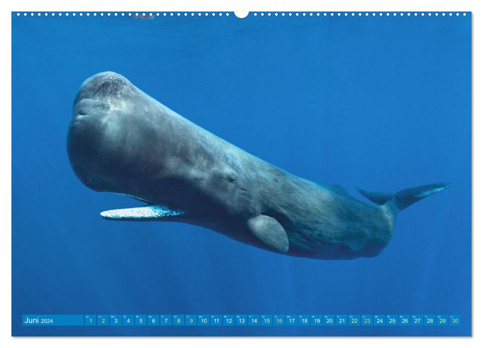 Tiere des Meeres: Faszination Tauchen (CALVENDO Premium Wandkalender 2024)