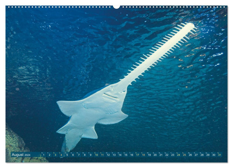 Animaux de la mer : La fascination de la plongée (Calendrier mural CALVENDO Premium 2024) 