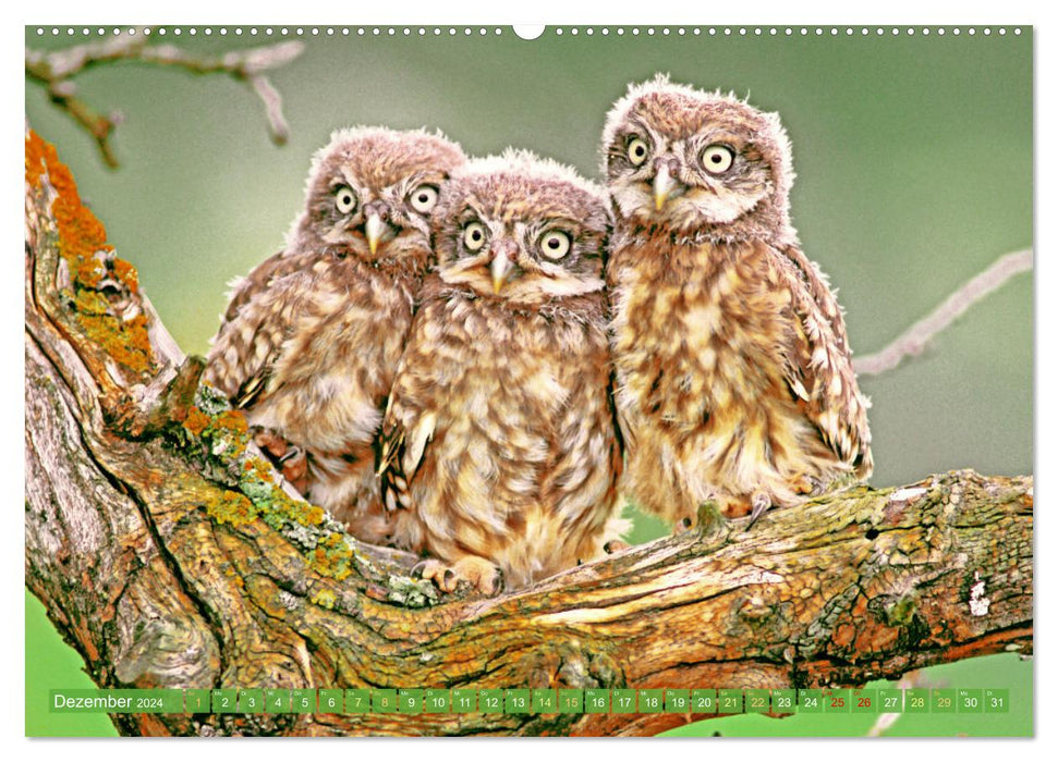 Wald-Kindergarten: Tierkinder im Wald (CALVENDO Premium Wandkalender 2024)