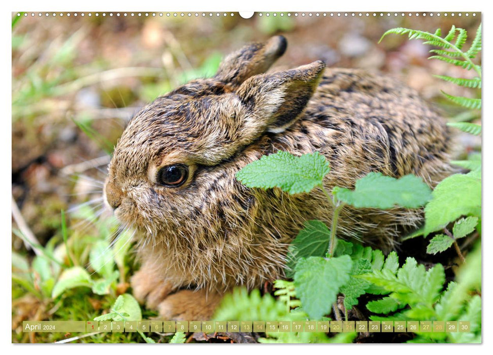 Wald-Kindergarten: Tierkinder im Wald (CALVENDO Premium Wandkalender 2024)