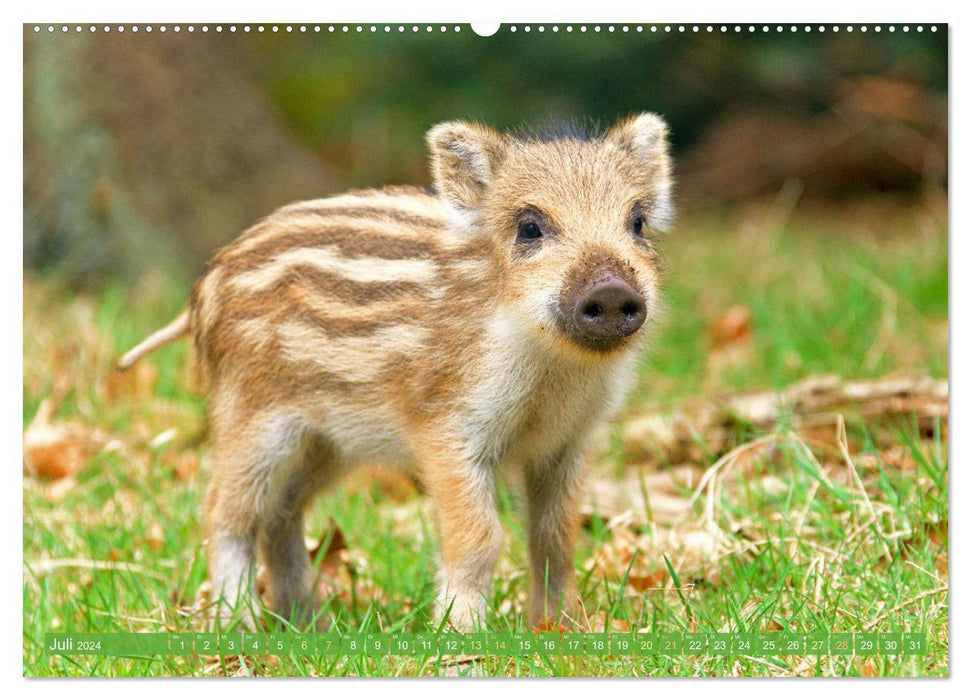 Wald-Kindergarten: Tierkinder im Wald (CALVENDO Premium Wandkalender 2024)