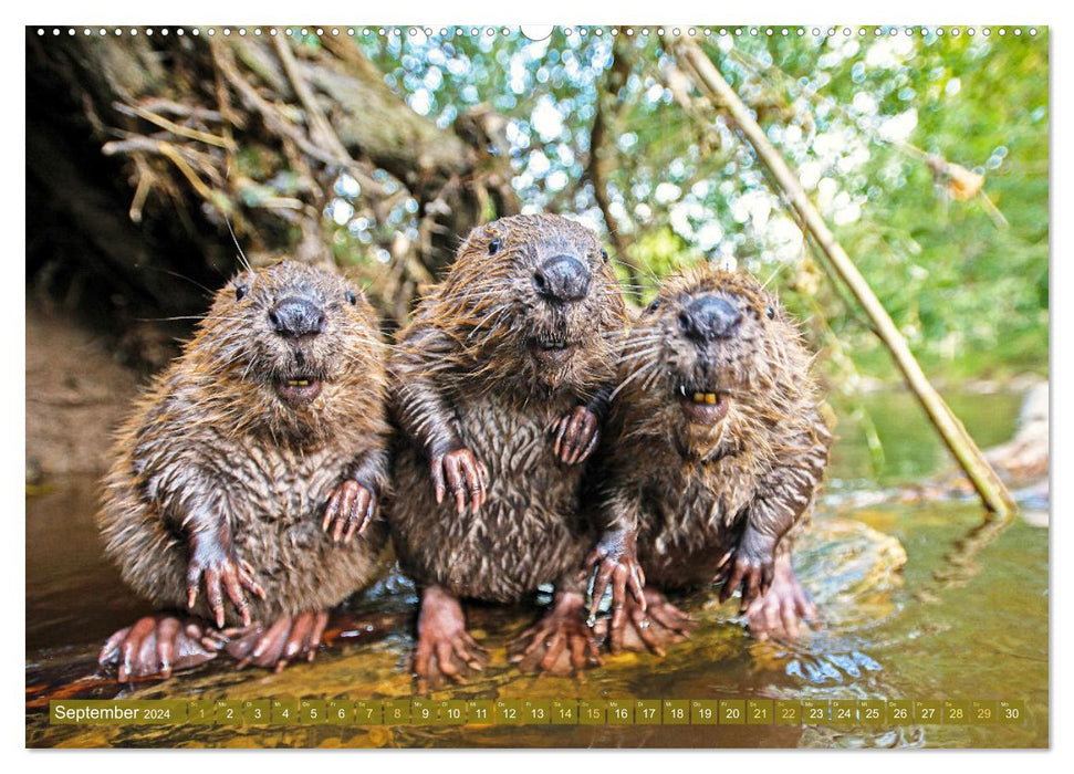 Wald-Kindergarten: Tierkinder im Wald (CALVENDO Premium Wandkalender 2024)