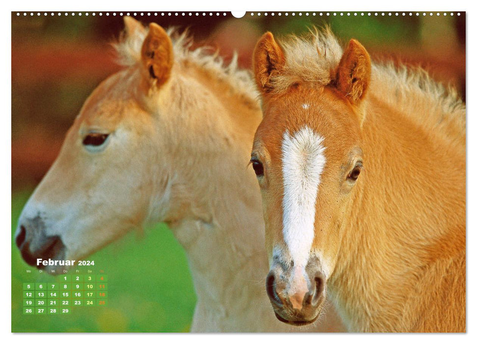 Haflinger: Die blonden Pferde von der Alm (CALVENDO Premium Wandkalender 2024)