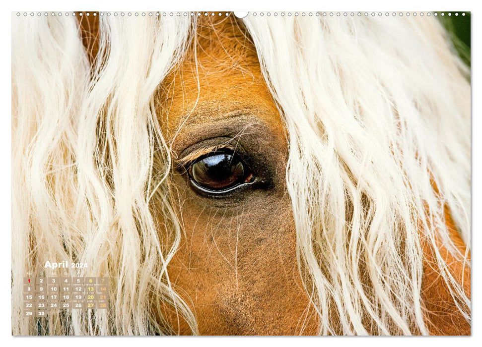 Haflinger : Les chevaux blonds de l'Alm (Calendrier mural CALVENDO Premium 2024) 