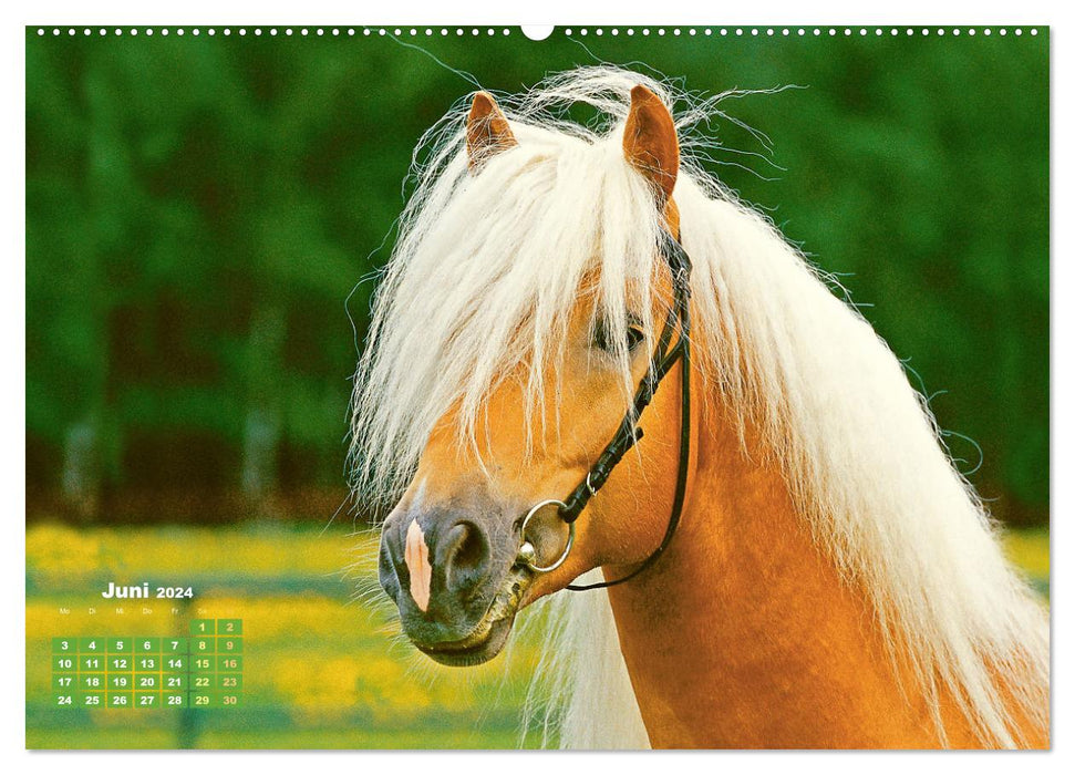 Haflinger : Les chevaux blonds de l'Alm (Calendrier mural CALVENDO Premium 2024) 