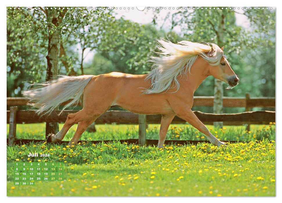 Haflinger : Les chevaux blonds de l'Alm (Calendrier mural CALVENDO Premium 2024) 