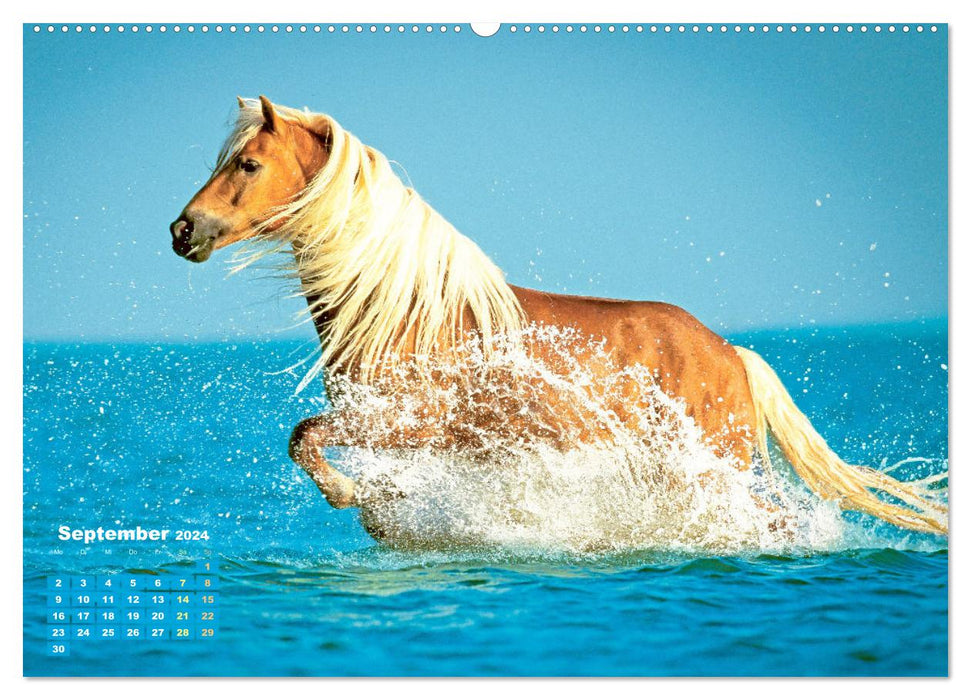 Haflinger : Les chevaux blonds de l'Alm (Calendrier mural CALVENDO Premium 2024) 