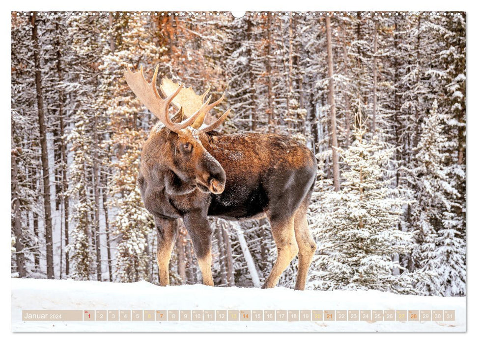 Orignal : Géants nordiques (Calvendo Premium Wall Calendar 2024) 