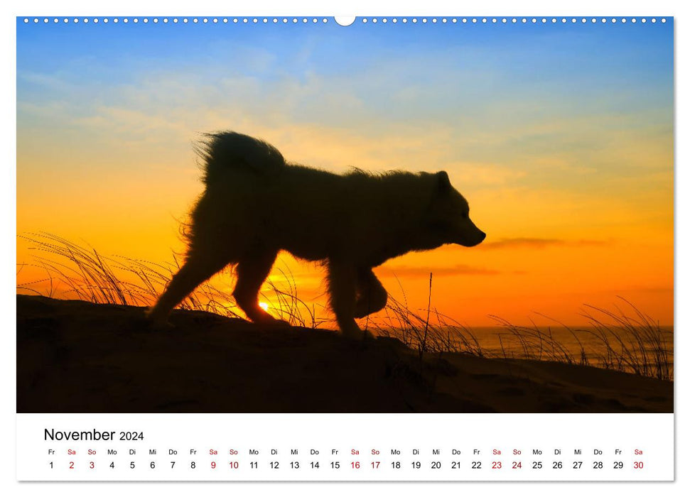 Un Samoyède au bord de la mer (Calendrier mural CALVENDO 2024) 