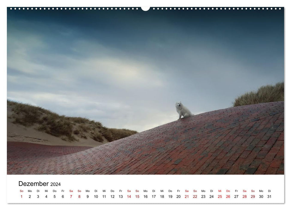 A Samoyed by the sea (CALVENDO wall calendar 2024) 