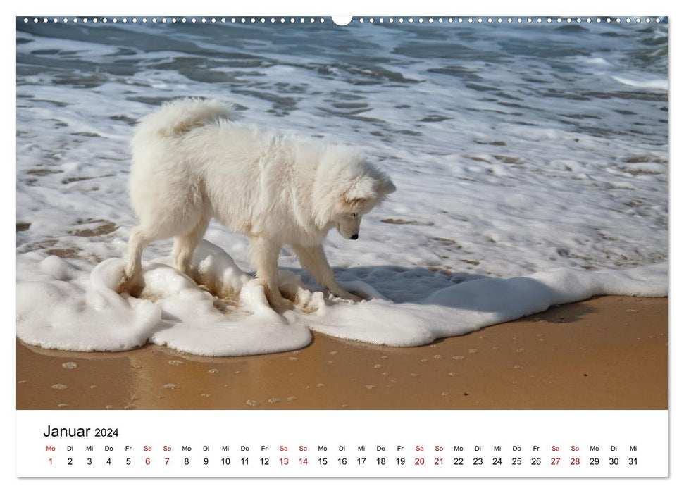 Un Samoyède au bord de la mer (Calendrier mural CALVENDO 2024) 