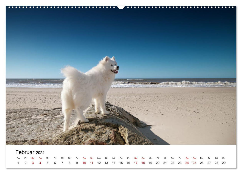 Un Samoyède au bord de la mer (Calendrier mural CALVENDO 2024) 