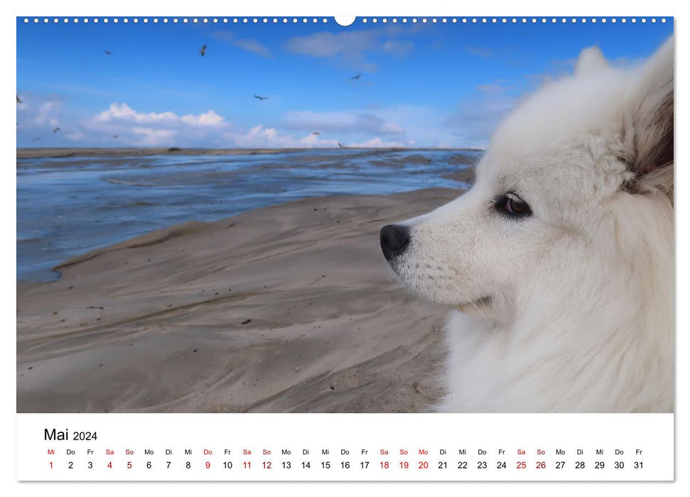 A Samoyed by the sea (CALVENDO wall calendar 2024) 