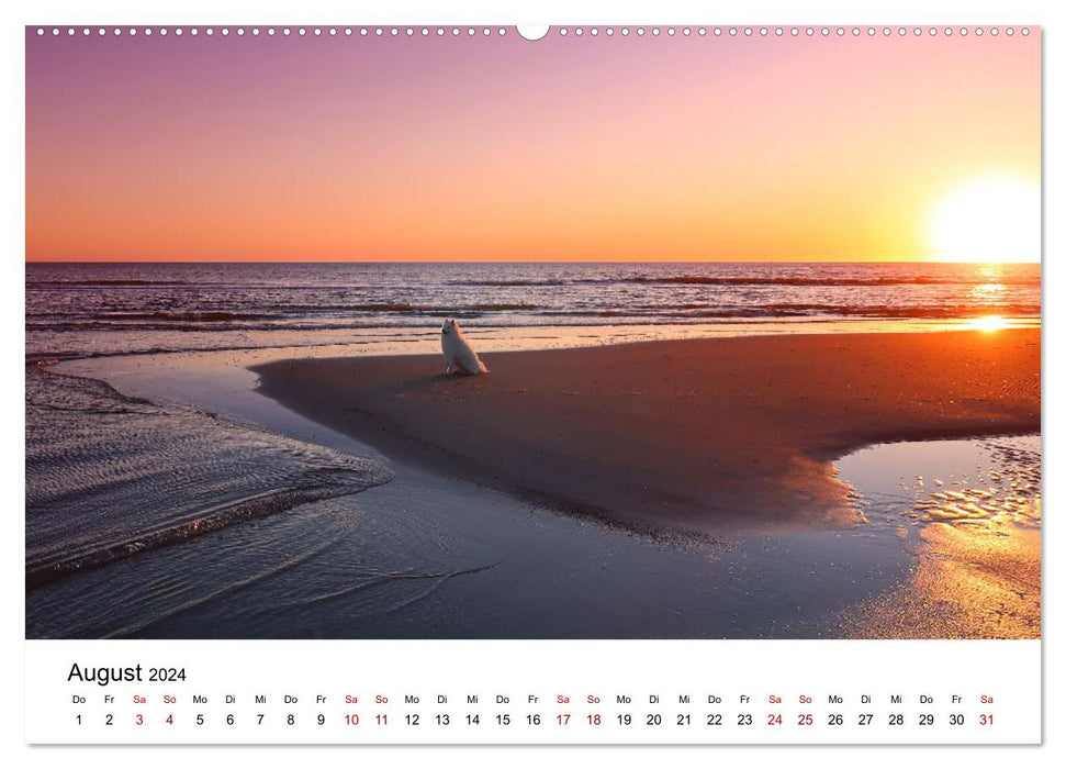 Ein Samojede am Meer (CALVENDO Wandkalender 2024)